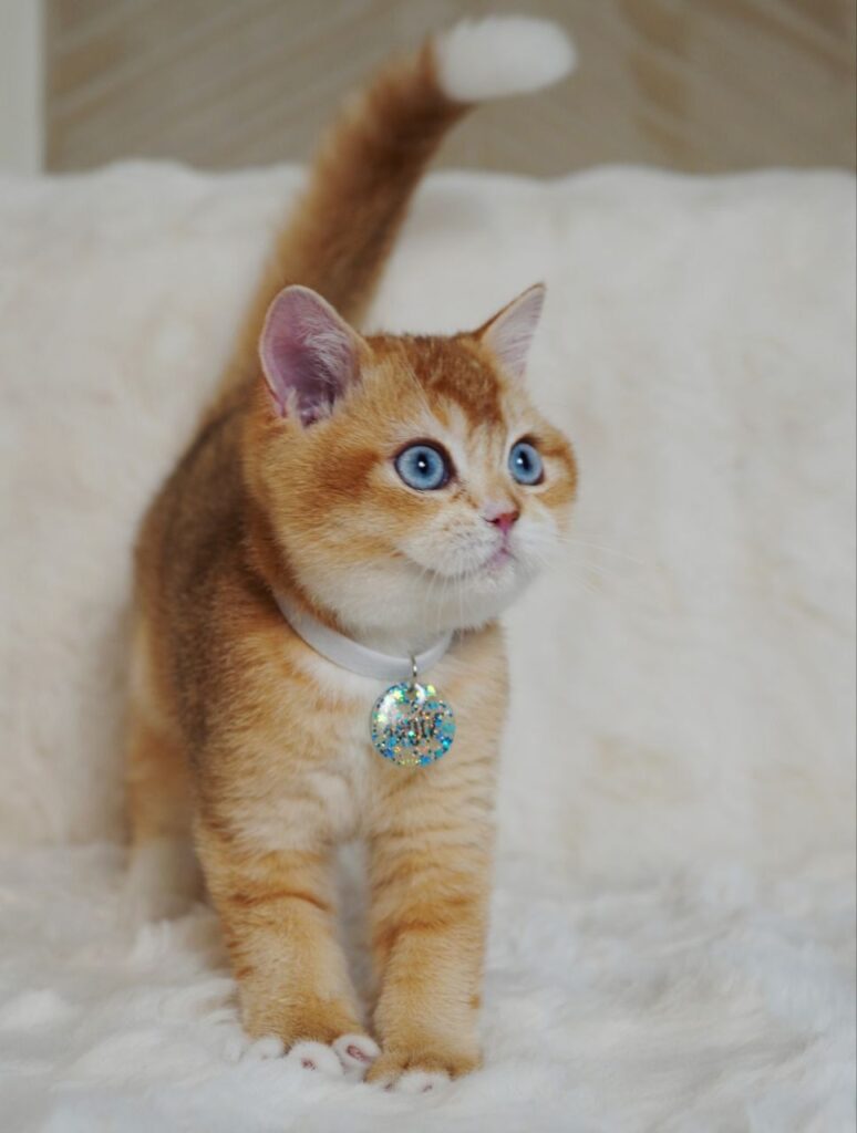 Teddy – Male