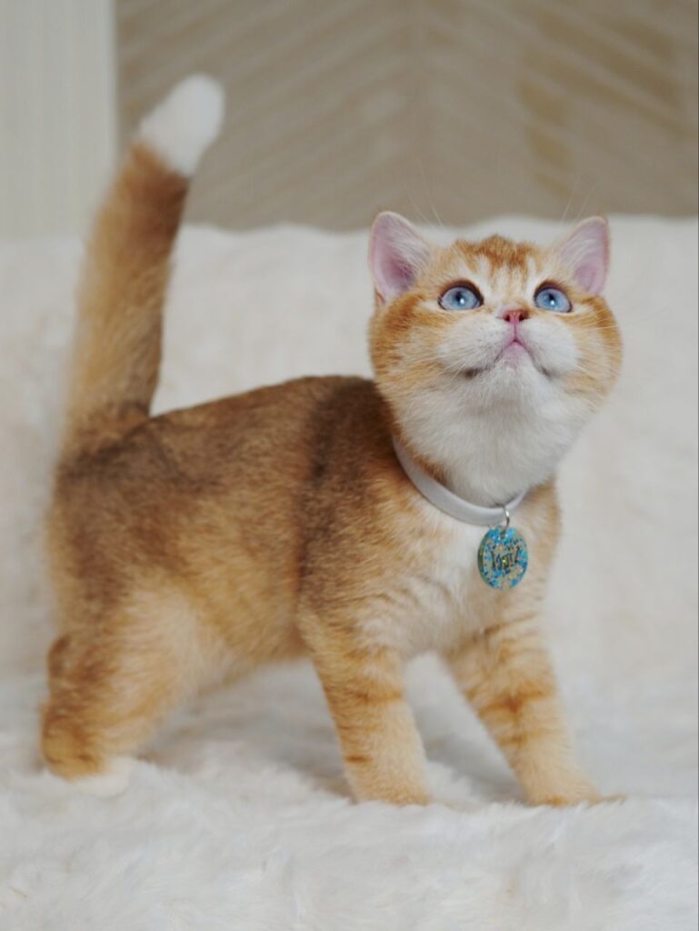 Teddy – Male
