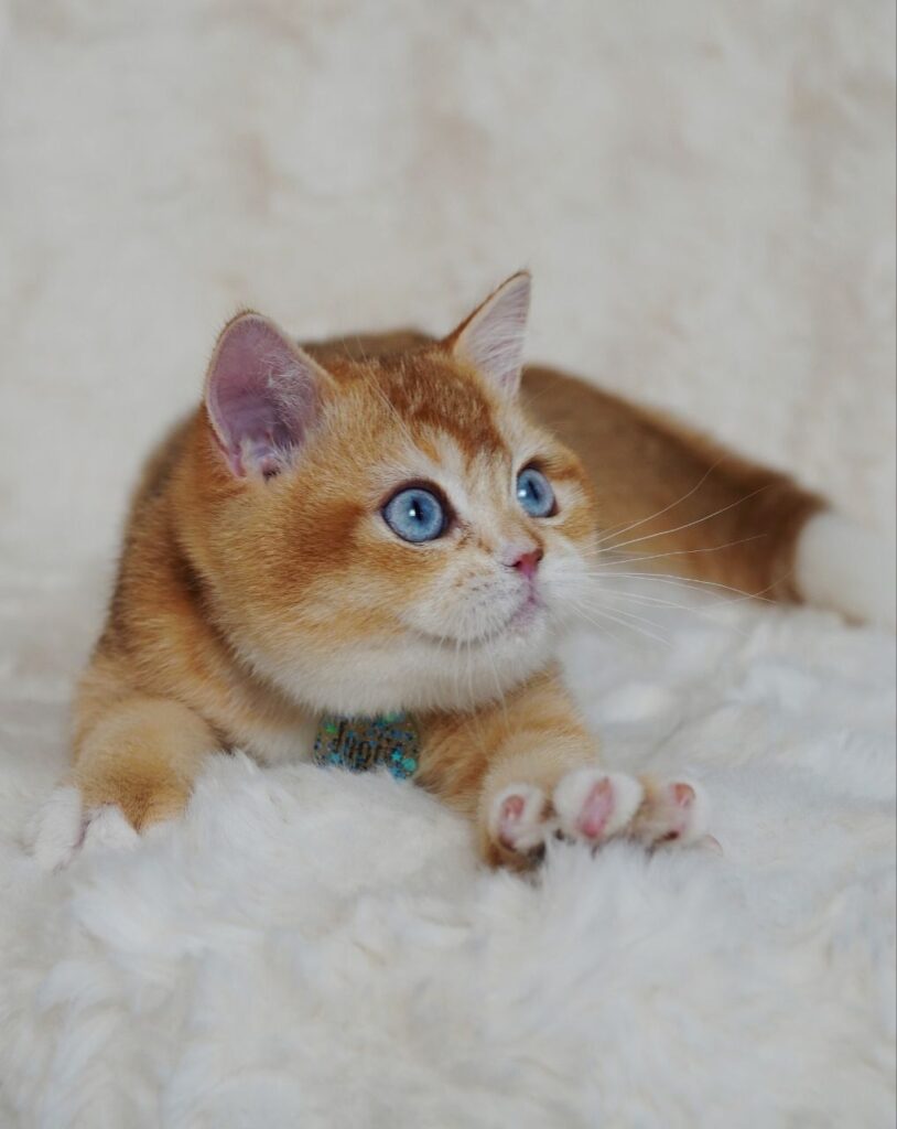 Teddy – Male