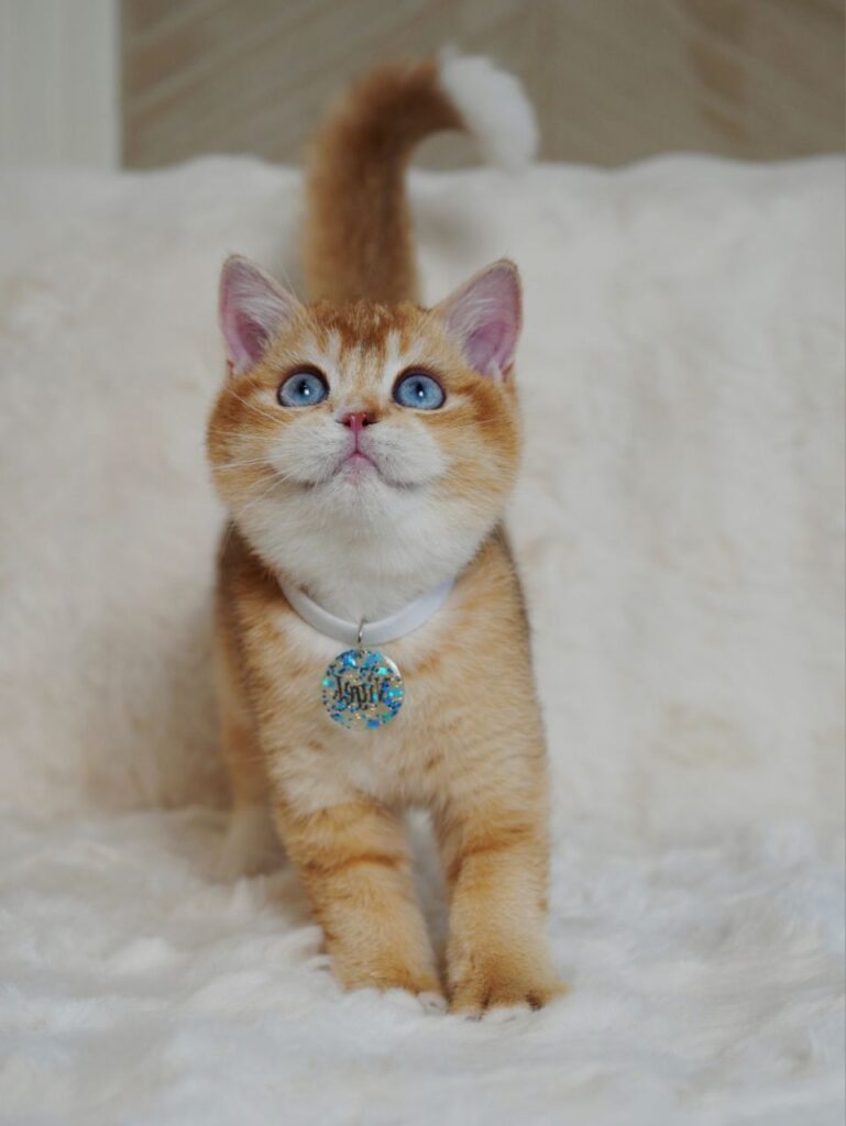 Teddy – Male
