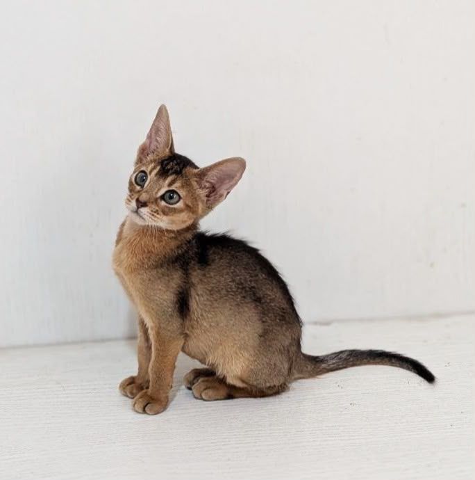 Gerda – Female