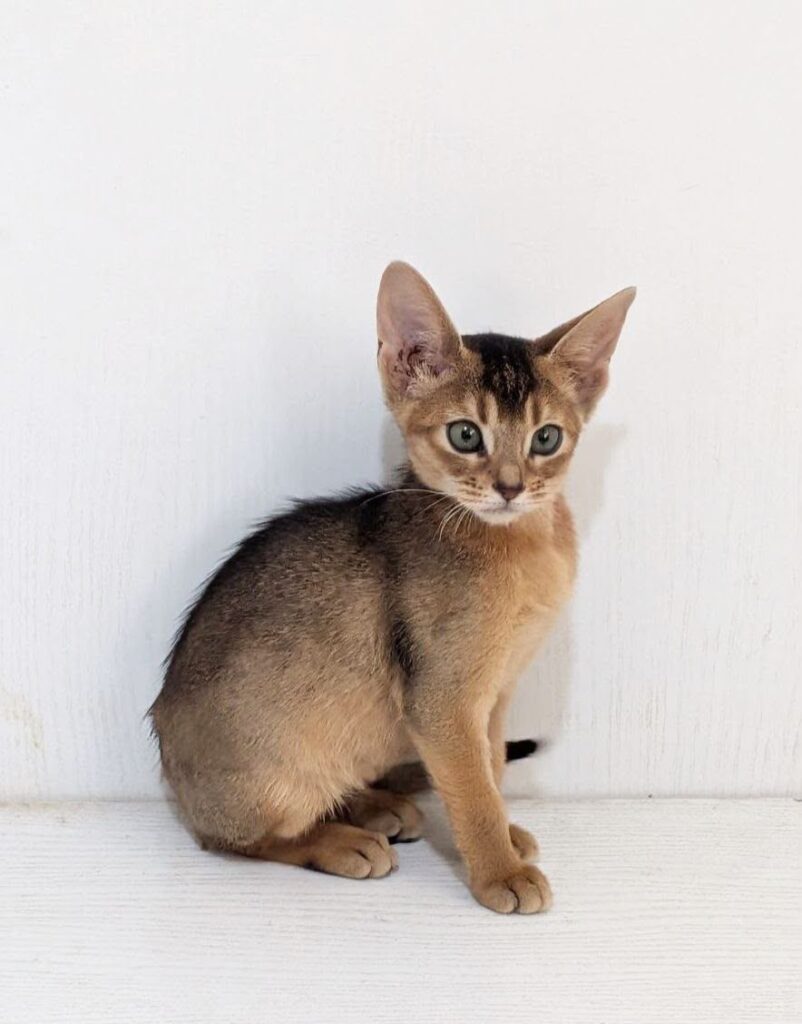 Gerda – Female