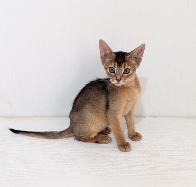 Gerda – Female
