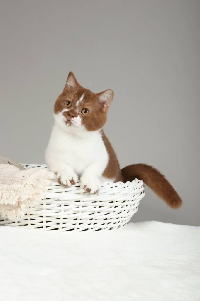 Hank – Male