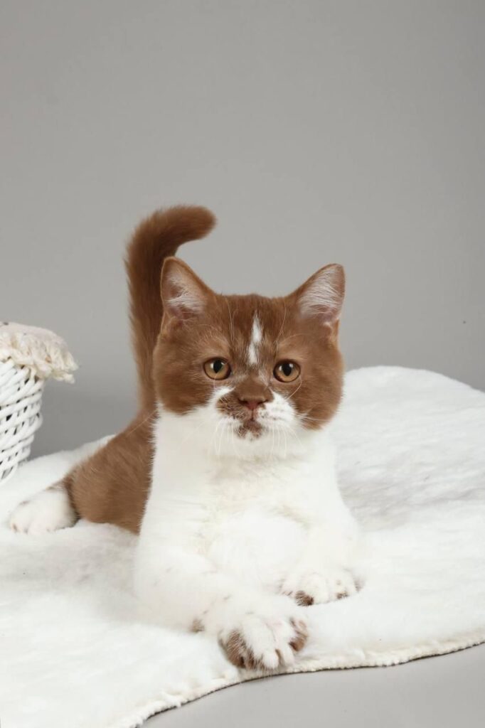 Hank – Male
