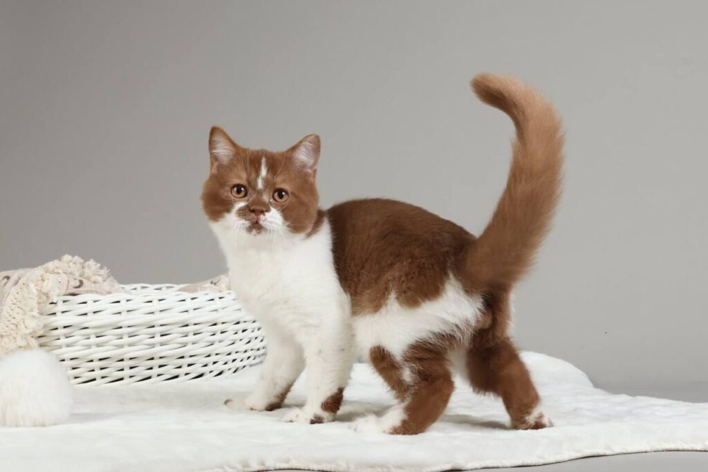 Hank – Male