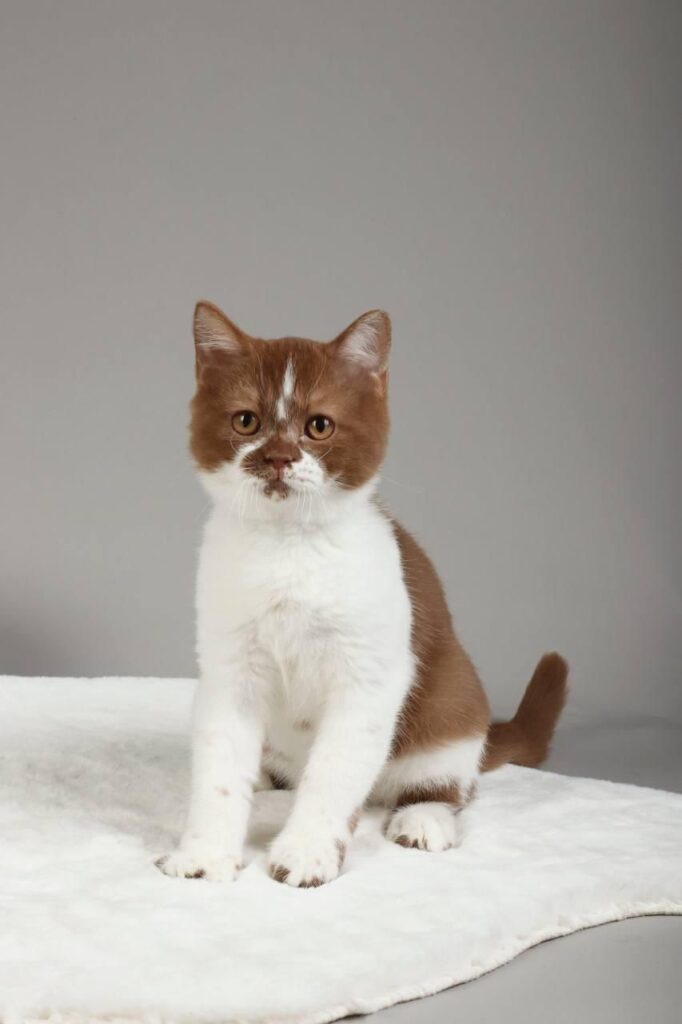 Hank – Male