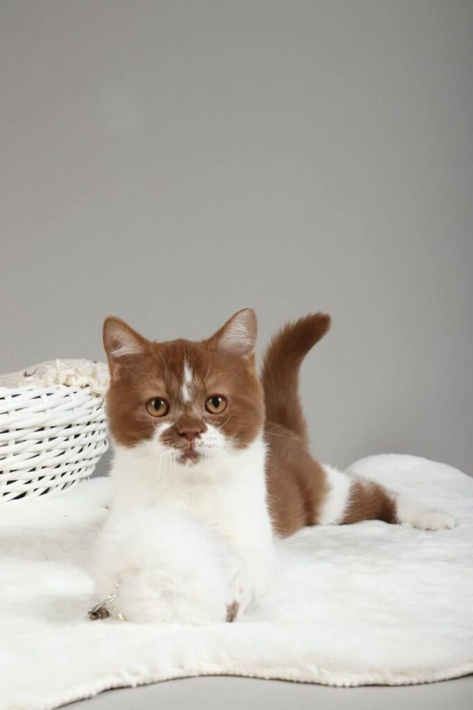 Hank – Male
