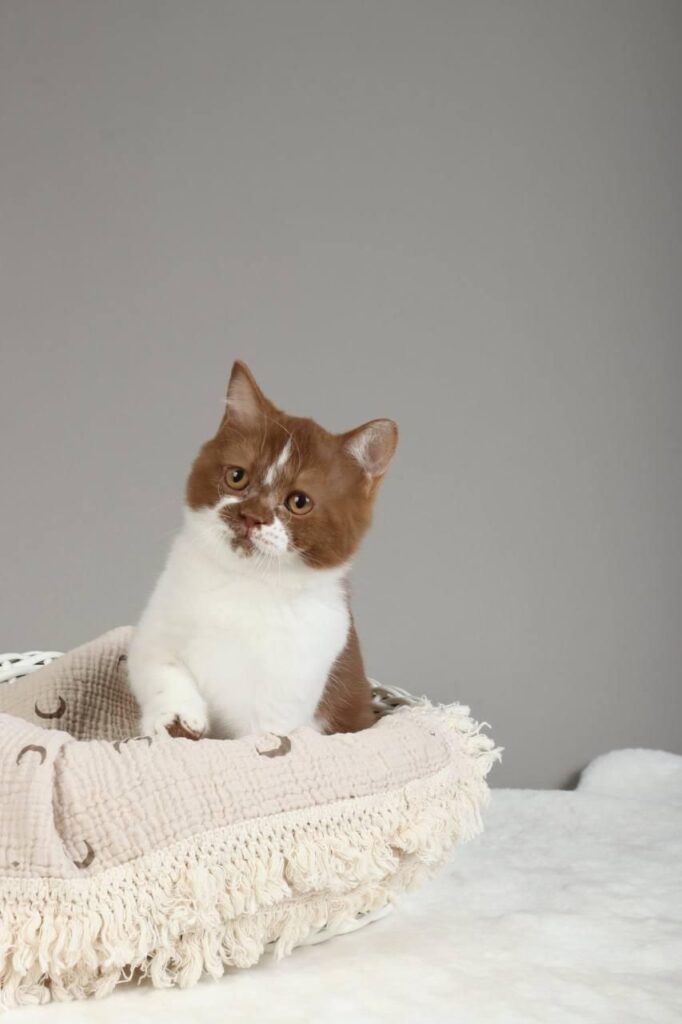 Hank – Male