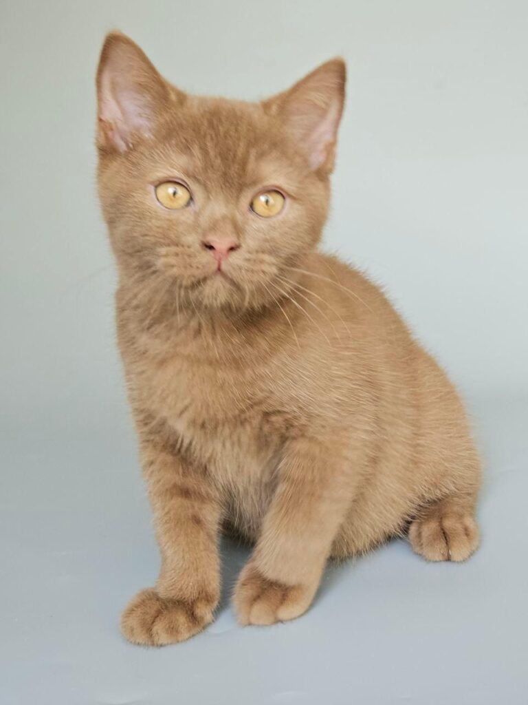 Atlas – Male