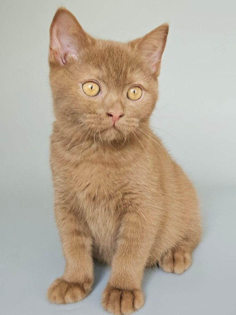 Atlas – Male