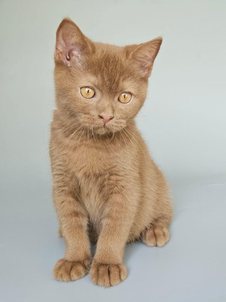 Atlas – Male