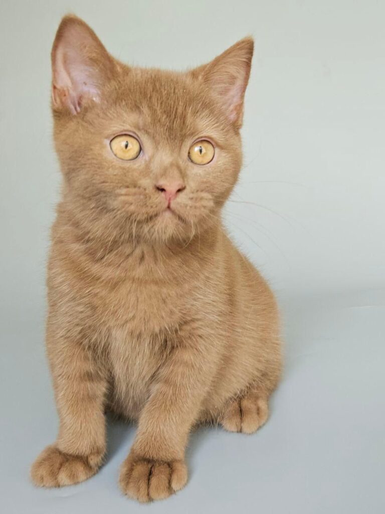 Atlas – Male