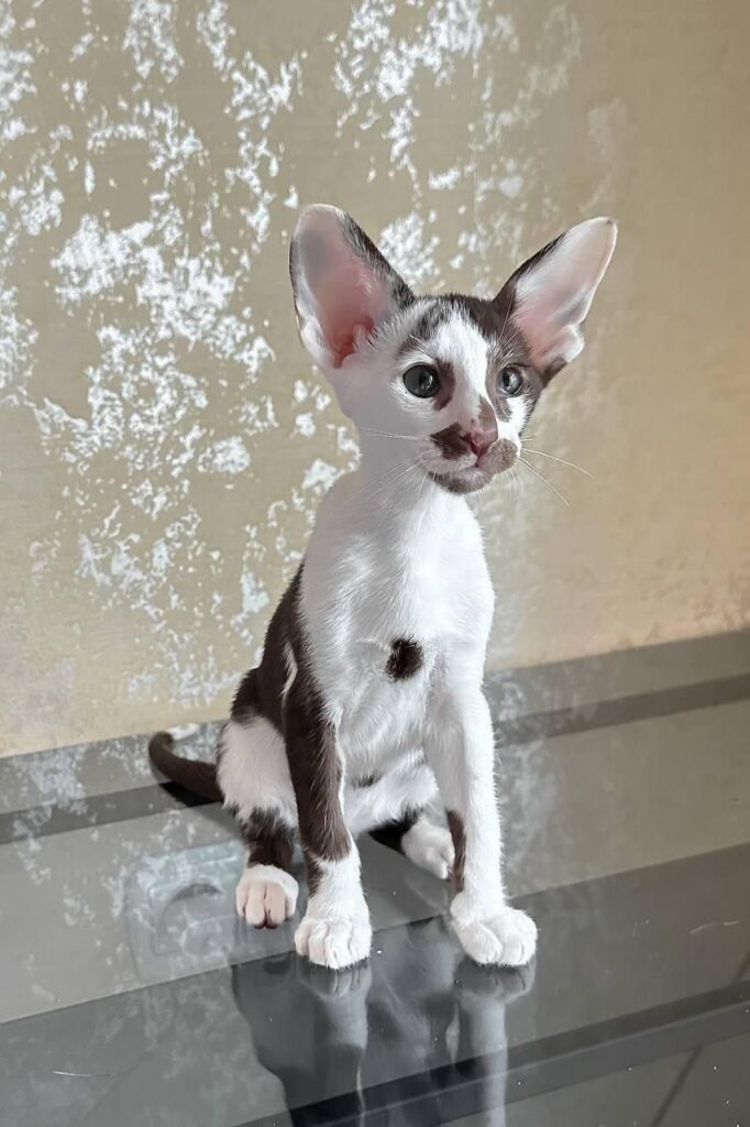 Marzipan – Male