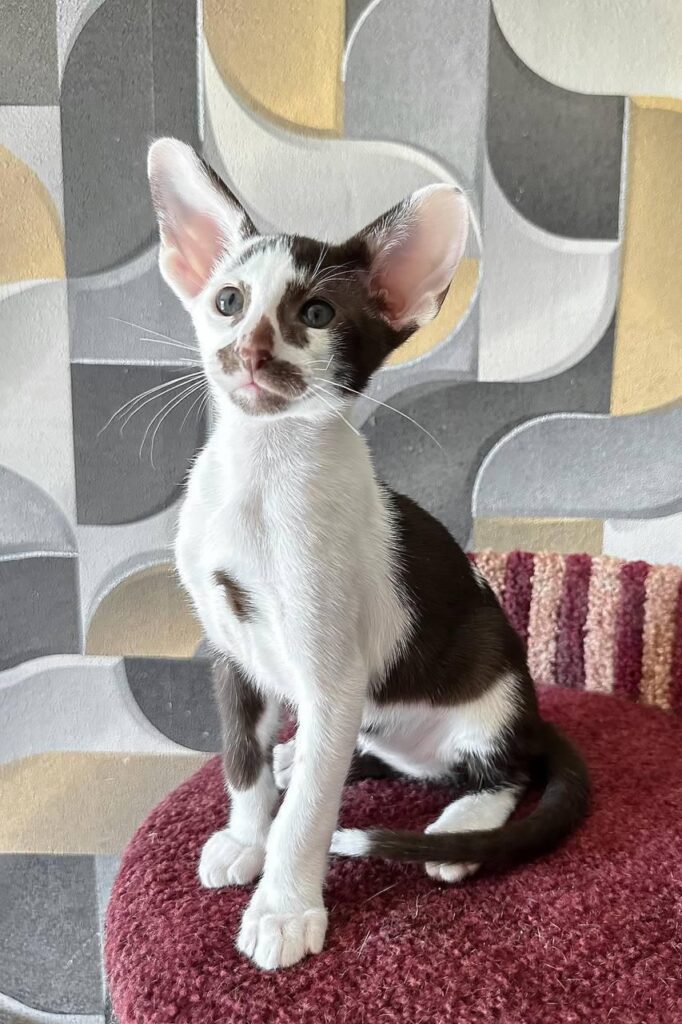 Marzipan – Male