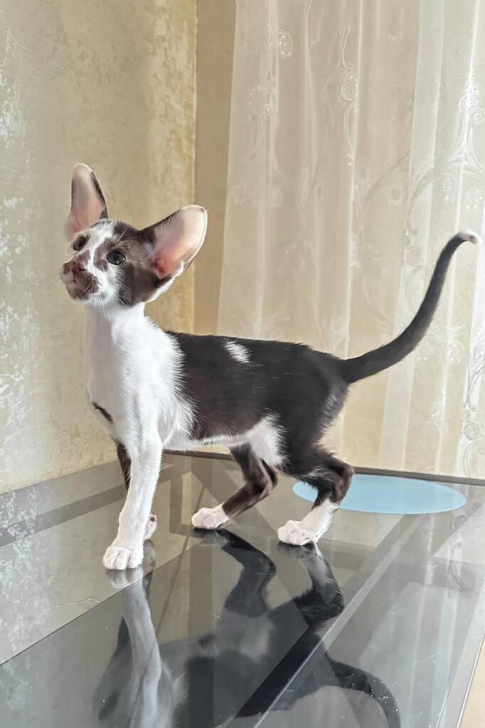Marzipan – Male
