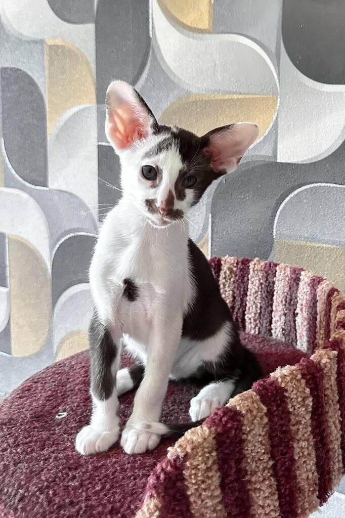 Marzipan – Male