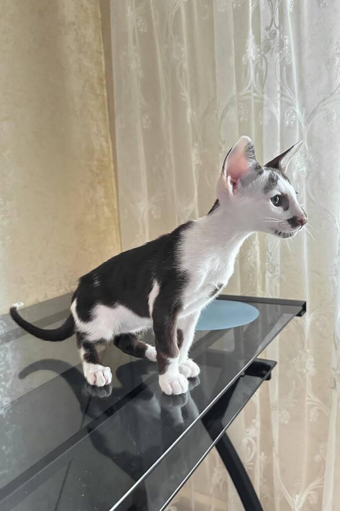 Marzipan – Male