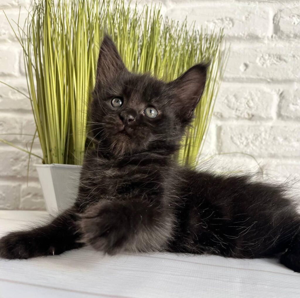 Jasper – Male