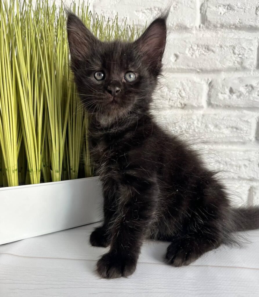 Jasper – Male