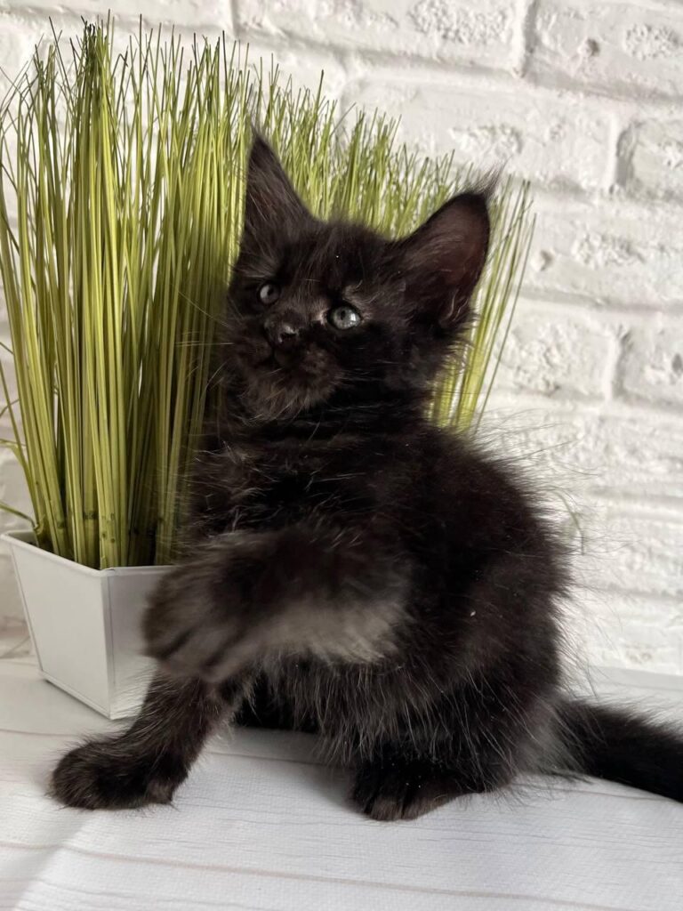 Jasper – Male