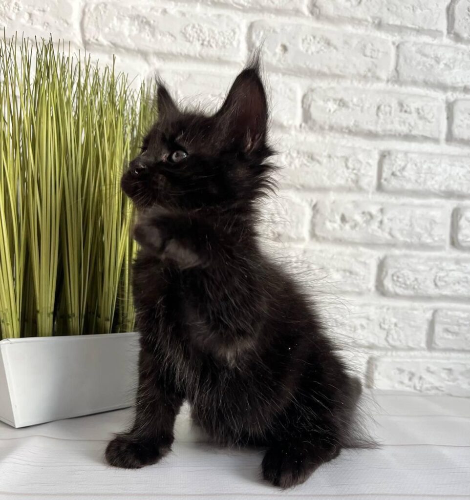 Jasper – Male