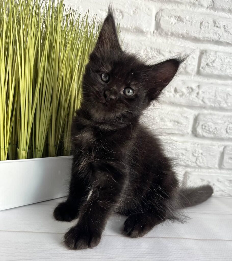 Jasper – Male