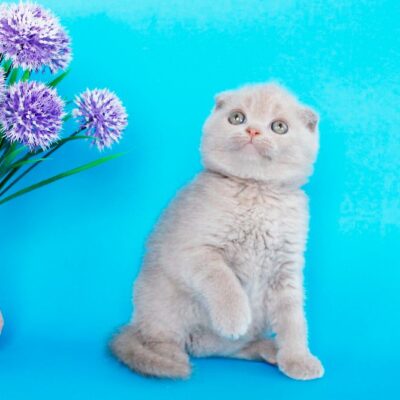 scottish fold
