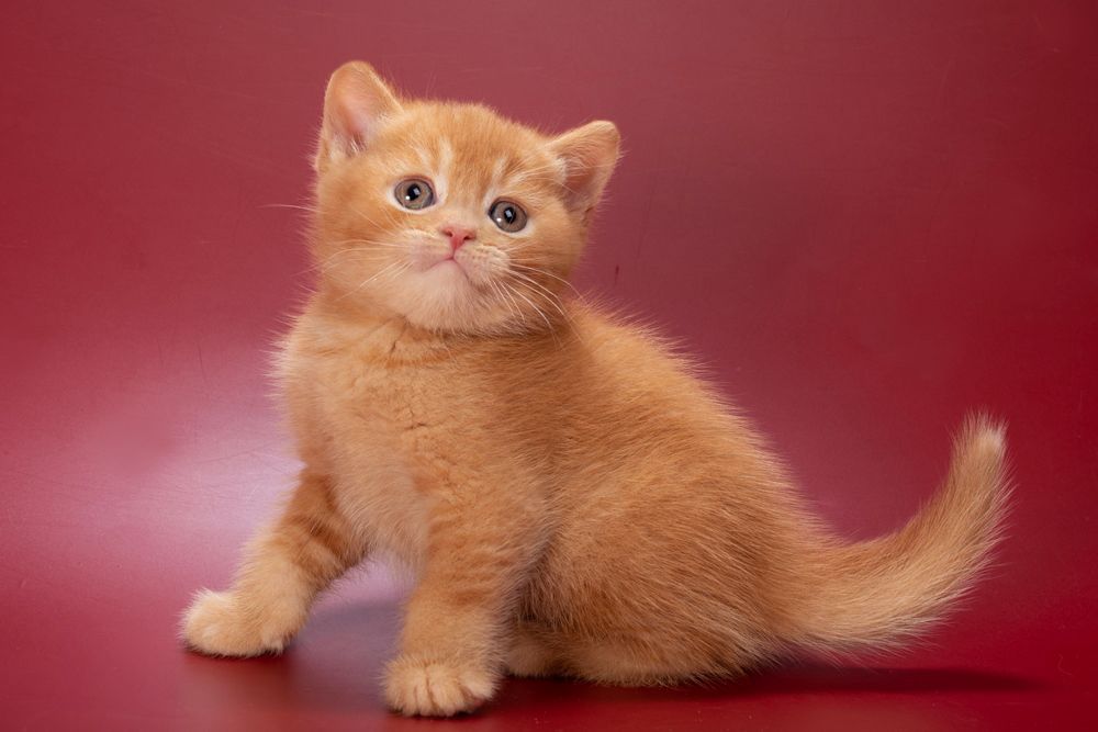 Quoddy – Male