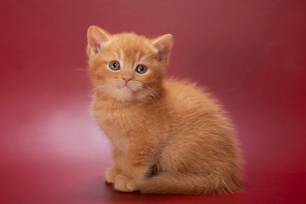 Quoddy – Male