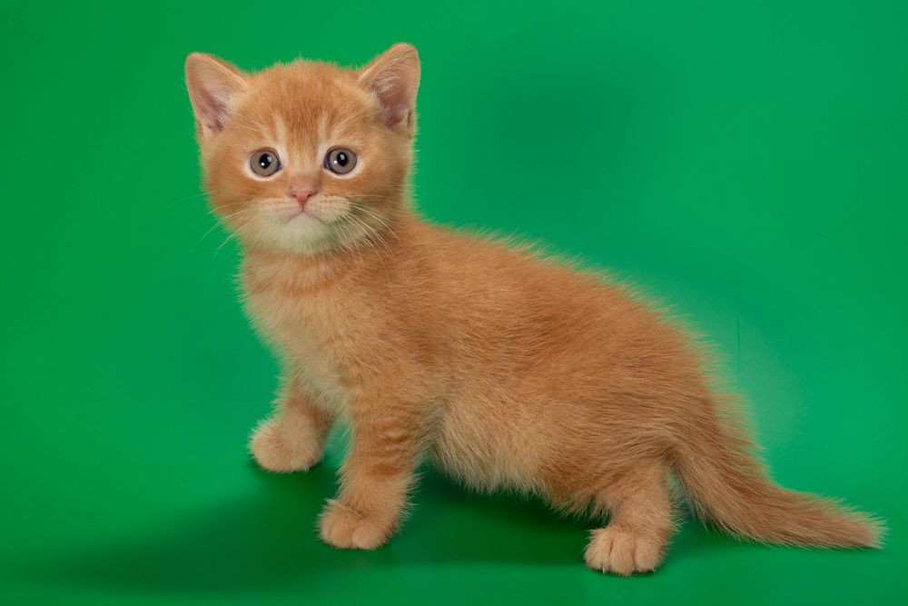 Quoddy – Male