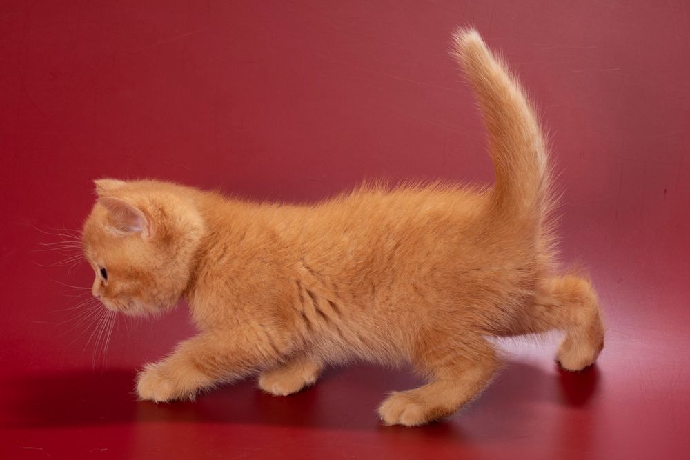 Quoddy – Male