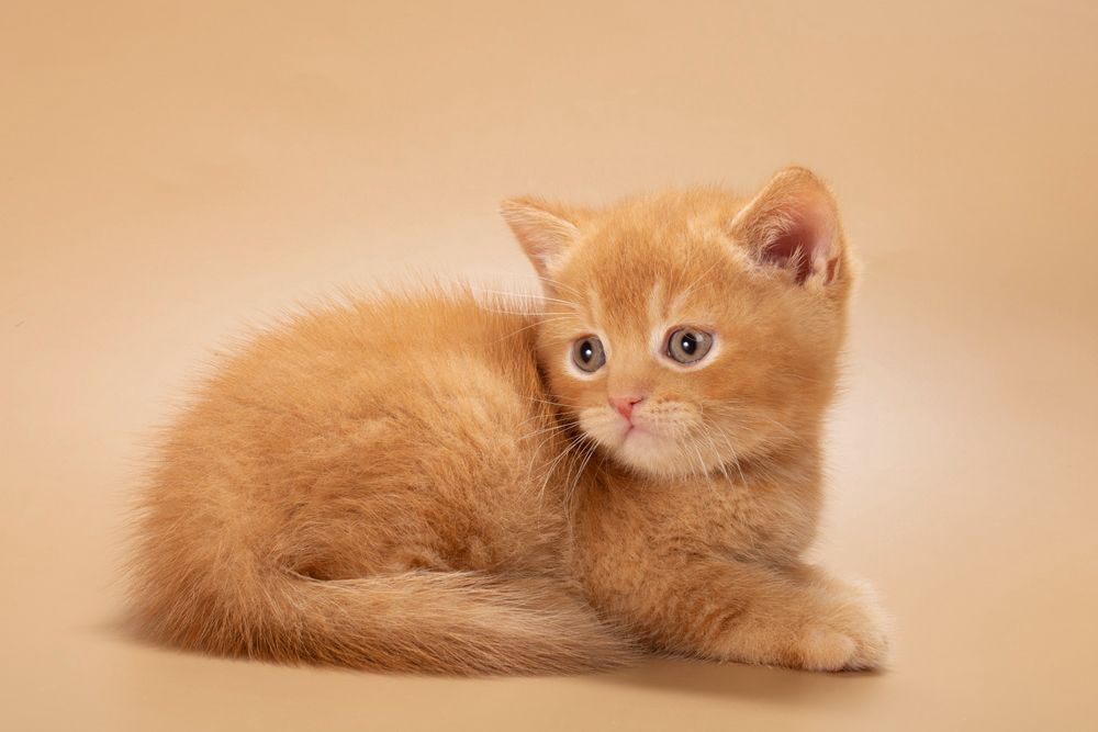 Quoddy – Male