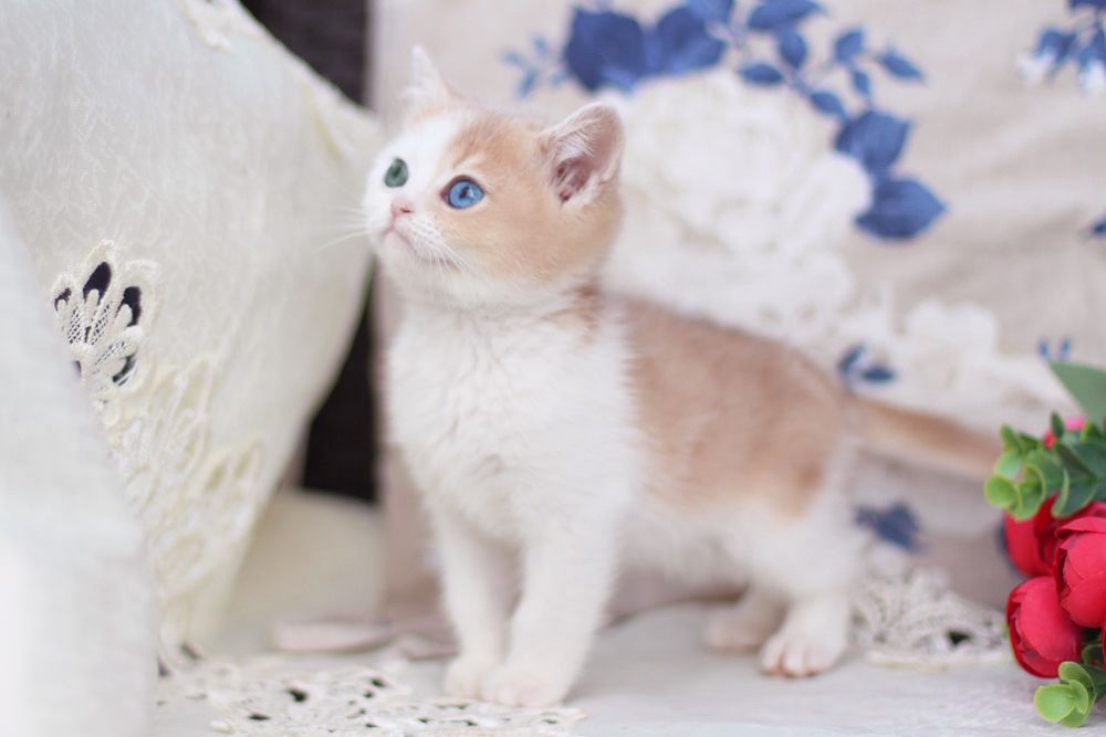 Charlis – Male | Odd-eyed