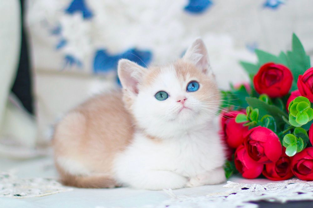 Charlis – Male | Odd-eyed