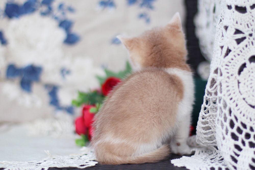 Charlis – Male | Odd-eyed