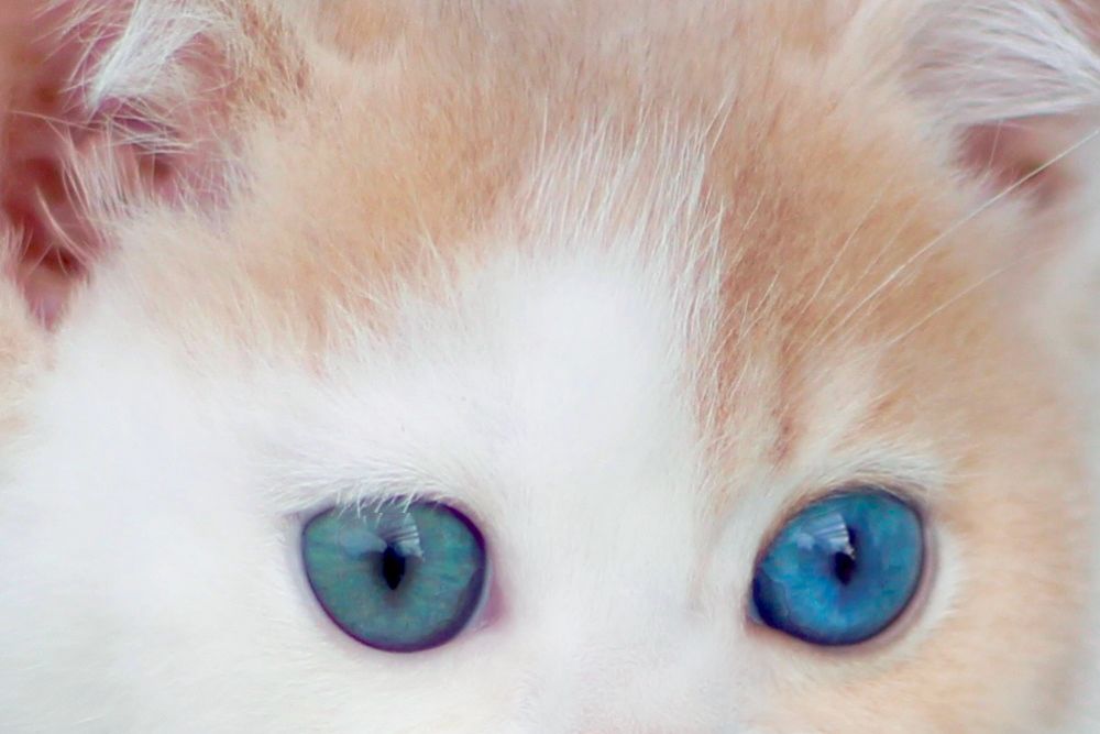 Charlis – Male | Odd-eyed