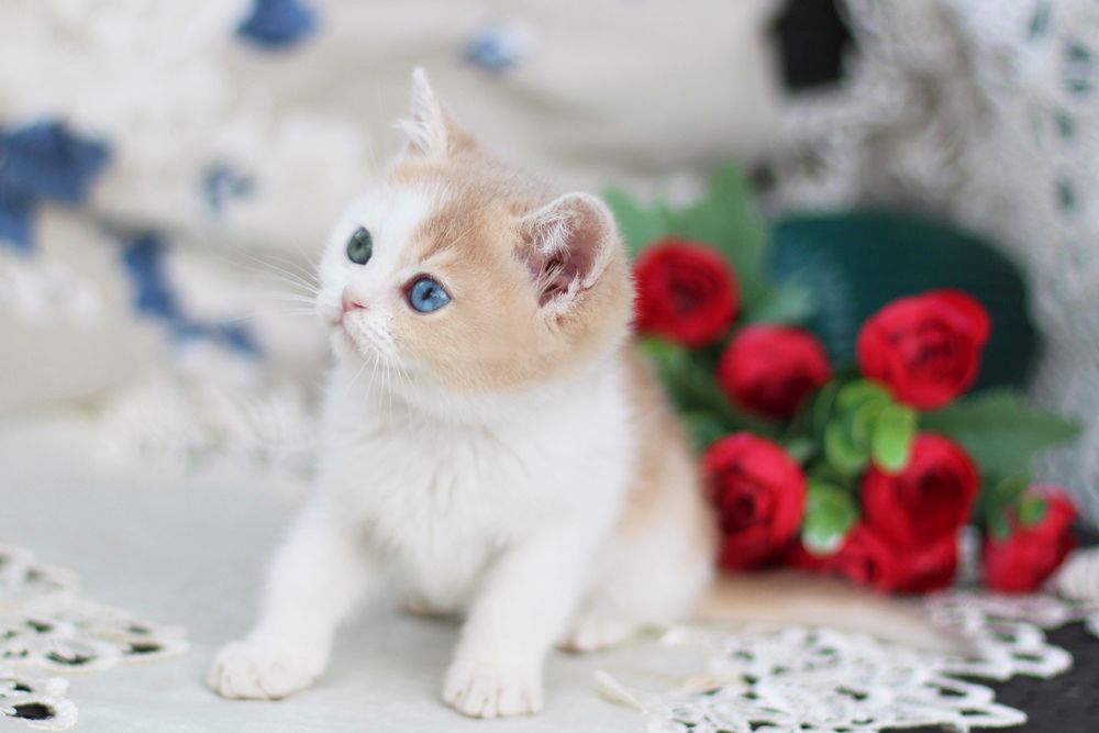 Charlis – Male | Odd-eyed