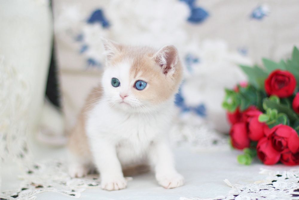 Charlis – Male | Odd-eyed