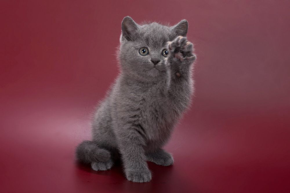 british blue