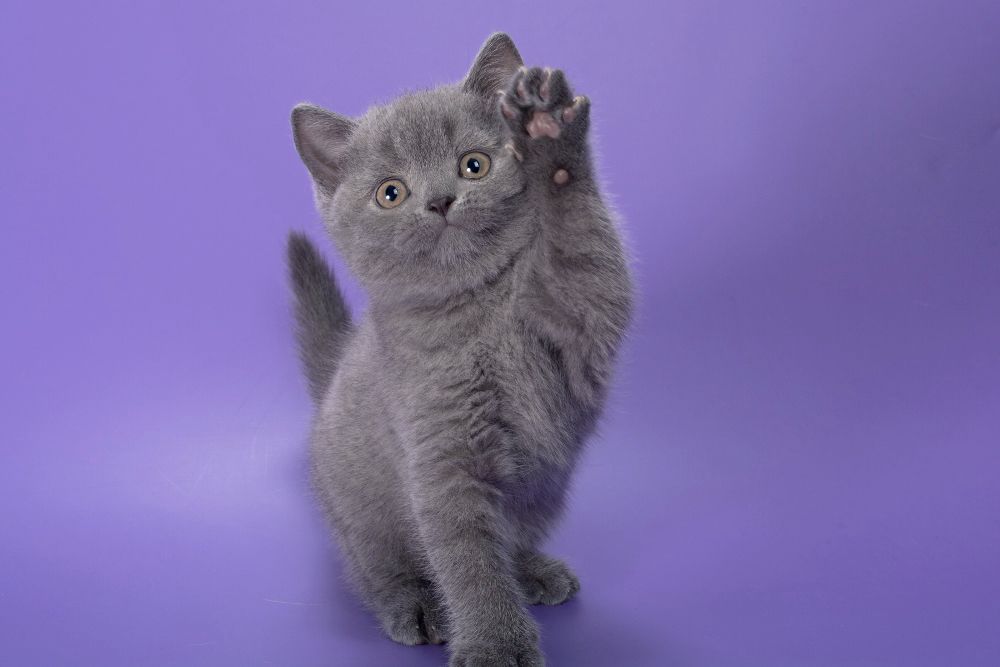 british blue
