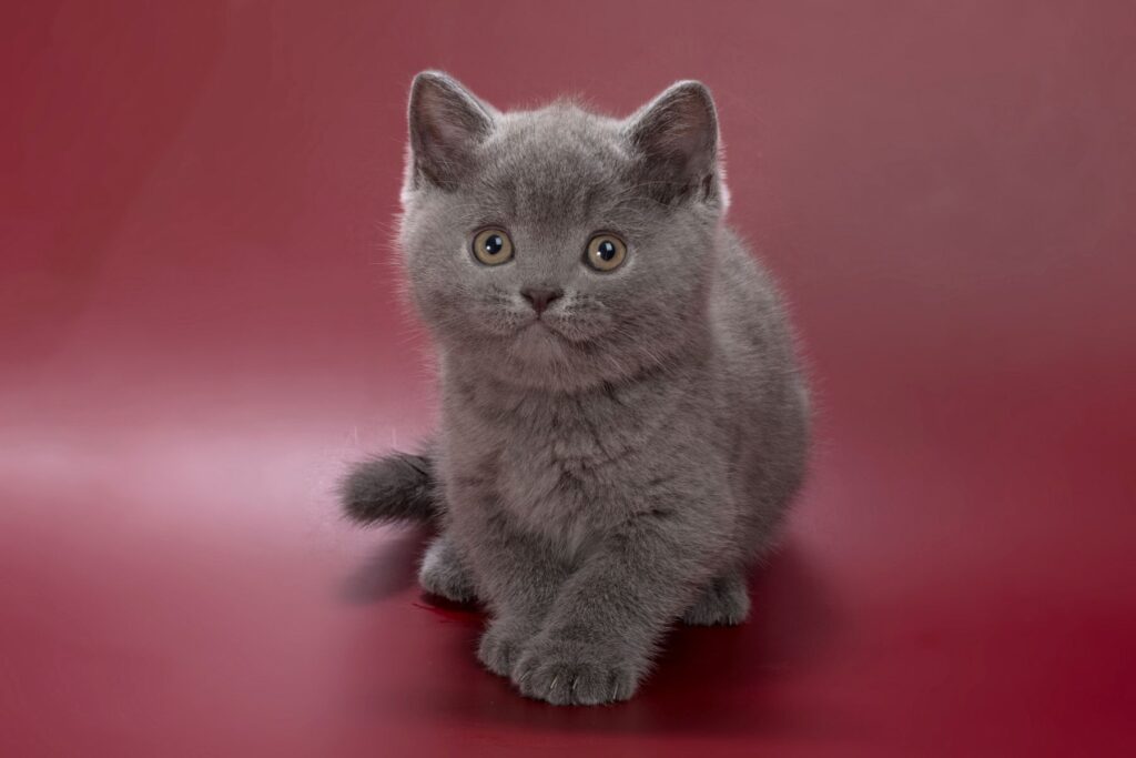 Pippin – Male