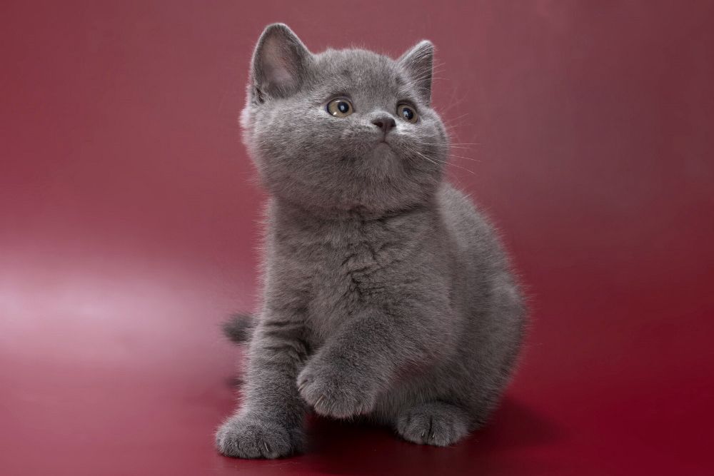 Pippin – Male
