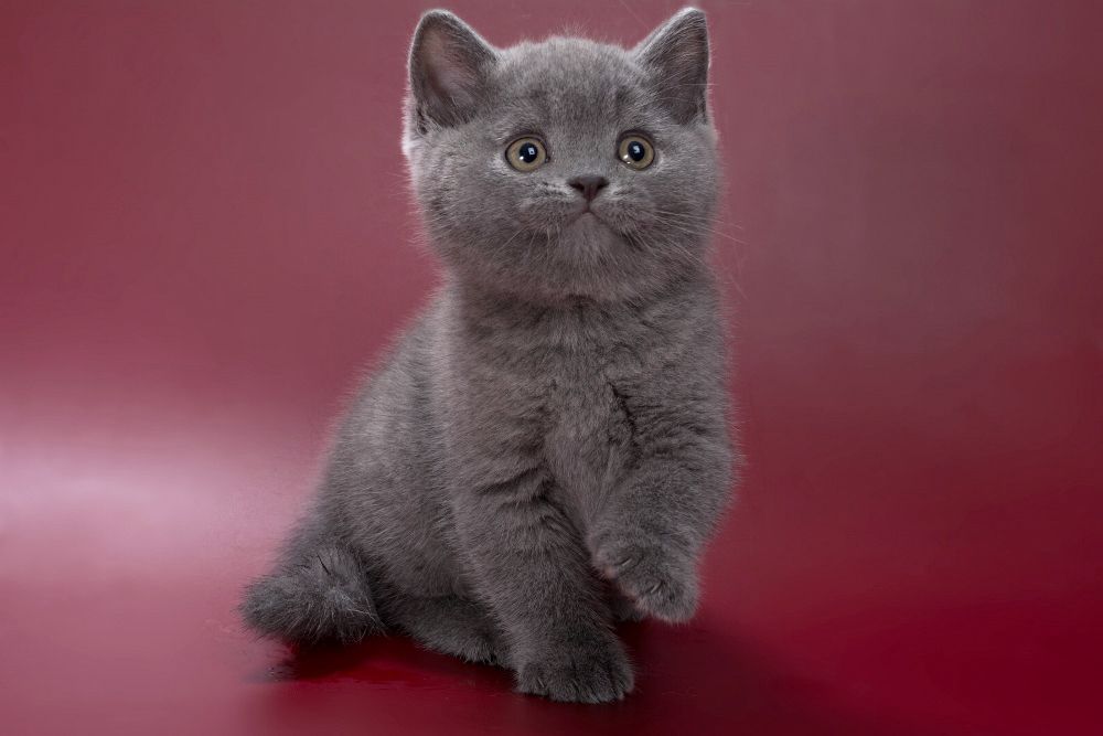 Pippin – Male