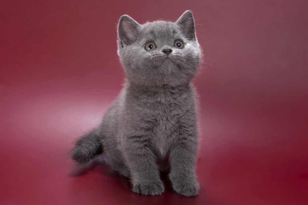 Pippin – Male