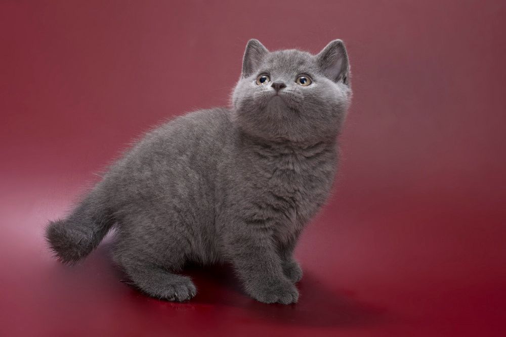 Pippin – Male