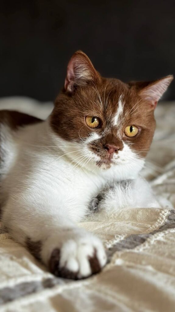 Hank – Male