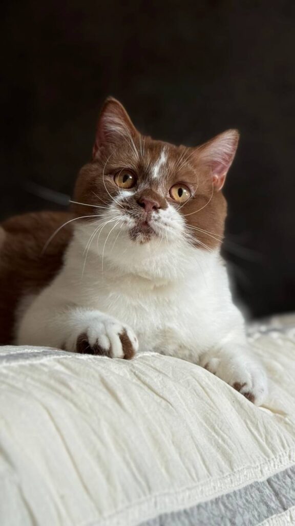 Hank – Male