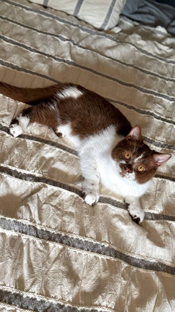 Hank – Male