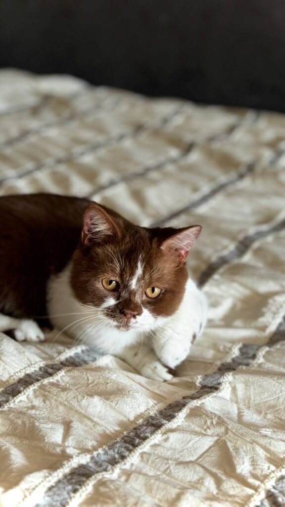 Hank – Male